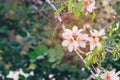 background of spring white cherry blossoms tree. selective focus. Royalty Free Stock Photo