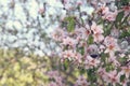 background of spring white cherry blossoms tree. selective focus. Royalty Free Stock Photo