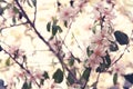 background of spring white cherry blossoms tree. selective focus. Royalty Free Stock Photo