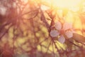 background of spring white cherry blossoms tree. selective focus. Vintage filtered.