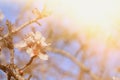 background of spring white cherry blossoms tree. selective focus. Vintage filtered. Royalty Free Stock Photo