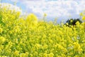 Background of spring yellow beautiful flowers. selective focus