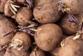 Background of sprouting Yukon Gold seed potatoes Royalty Free Stock Photo