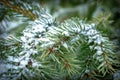 Background with spruce branch covered with snow Royalty Free Stock Photo