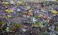 Background of spruce needles, mosses, leaves. Forest floor with dry leaves and moss. Texture, natural background.