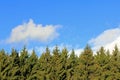 Background Of Spruce Tree Tops And Blue Sky With White Clouds.