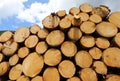 background of a stack of cut trees in the forest for the furniture industry Royalty Free Stock Photo