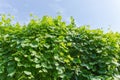 Background of the foliage of a grapevine against sky Royalty Free Stock Photo