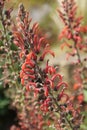 A background of stems of beautiful red flowers in the garden.