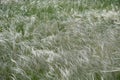 Background of stipa feathery flowering spikes Royalty Free Stock Photo