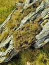 Background of stone rocks. Stones are covered with moss and various herbaceous plants. Rough stone texture of mountains Royalty Free Stock Photo