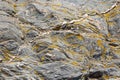 Background of a stone surface with yellow crustose Lichen