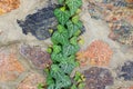 Texture of stone wall and bindweed branches with green leaves