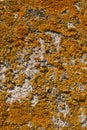 Background. Stone wall covered by yellow lichen. Sunny day. Royalty Free Stock Photo