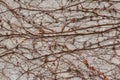 Background - a stone wall entwined with dry winter stems of wild vines