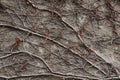 Background - stone wall entwined with dry winter stems of wild vines