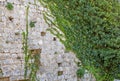 Background of stone wall and ivy texture Royalty Free Stock Photo