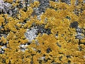 Background, stone wall with yellow lichen