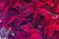 Background from street flower Coleus Royalty Free Stock Photo