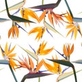 Background with Strelitzia Reginae