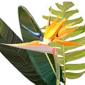 Background with Strelitzia Reginae