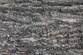 background structure bark texture tree solid evenly lit close-up Royalty Free Stock Photo
