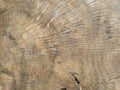 background structure of an old sawn linden tree. Tree rings old weathered wood texture with cross section of a cut log Royalty Free Stock Photo