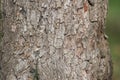 Old trie bark Royalty Free Stock Photo