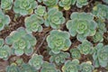 Background of succulent plant pinwheel in Latin called Aeonium haworthii.