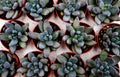 Background of succulents planted in pots on the counter of a flower shop, top view