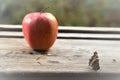 Background. Summer. Butterfly and fly next to a red apple. Royalty Free Stock Photo