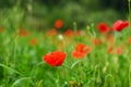 Background of a summer field of red blooming poppies close up on a windy day. Top view of red poppy.