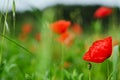 Background of a summer field of red blooming poppies close up on a windy day. Top view of red poppy.