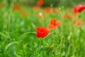 Background of a summer field of red blooming poppies close up on a windy day. Top view of red poppy.