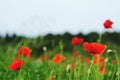 Background of a summer field of red blooming poppies close up on a windy day. Top view of red poppy.