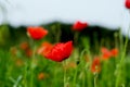 Background of a summer field of red blooming poppies close up on a windy day. Top view of red poppy.