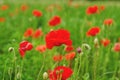 Background of a summer field of red blooming poppies close up on a windy day. Top view of red poppy.