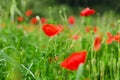 Background of a summer field of red blooming poppies close up on a windy day. Top view of red poppy.