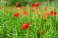 Background of a summer field of red blooming poppies close up on a windy day. Top view of red poppy.