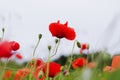 Background of a summer field of red blooming poppies close up on a windy day. Top view of red poppy.