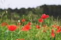 Background of a summer field of red blooming poppies close up on a windy day. Top view of red poppy.