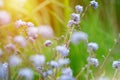 summer flowers in the meadow in the sunshine Royalty Free Stock Photo