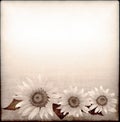 Background with sunflower drawing in grunge style Royalty Free Stock Photo