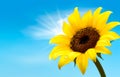 Background with sunflower field over cloudy blue s Royalty Free Stock Photo