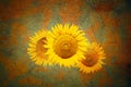 Background with sunflowers in grunge style
