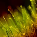 Background sunlight and dew drops Royalty Free Stock Photo