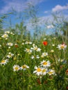 Background with sunny blooming flower meadow. Royalty Free Stock Photo
