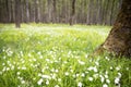 Background with a sunny forest green glade with white primroses and small flowers Royalty Free Stock Photo