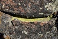 Background. Sunny smile of an ancient stone. Moss and granite.