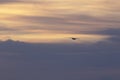 Background sunrise of purples hues and distant bird in flight Royalty Free Stock Photo